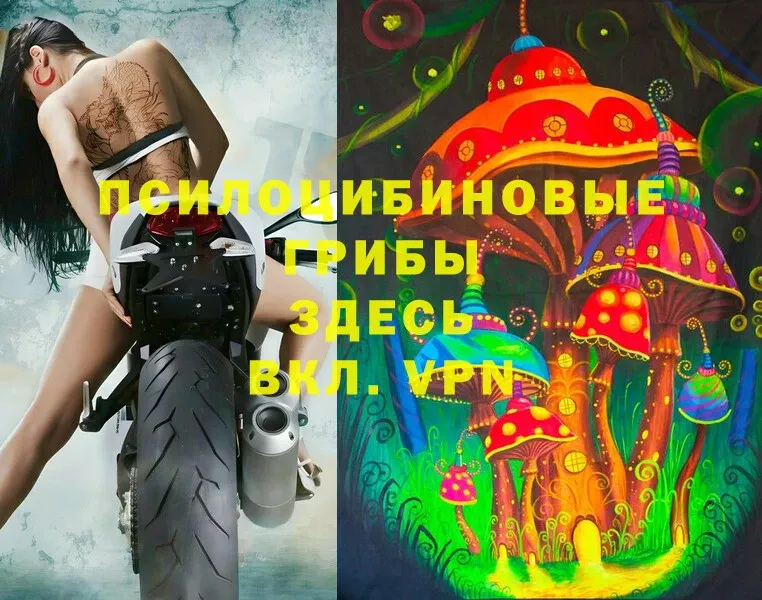 мега как войти  Будённовск  Галлюциногенные грибы Psilocybe 